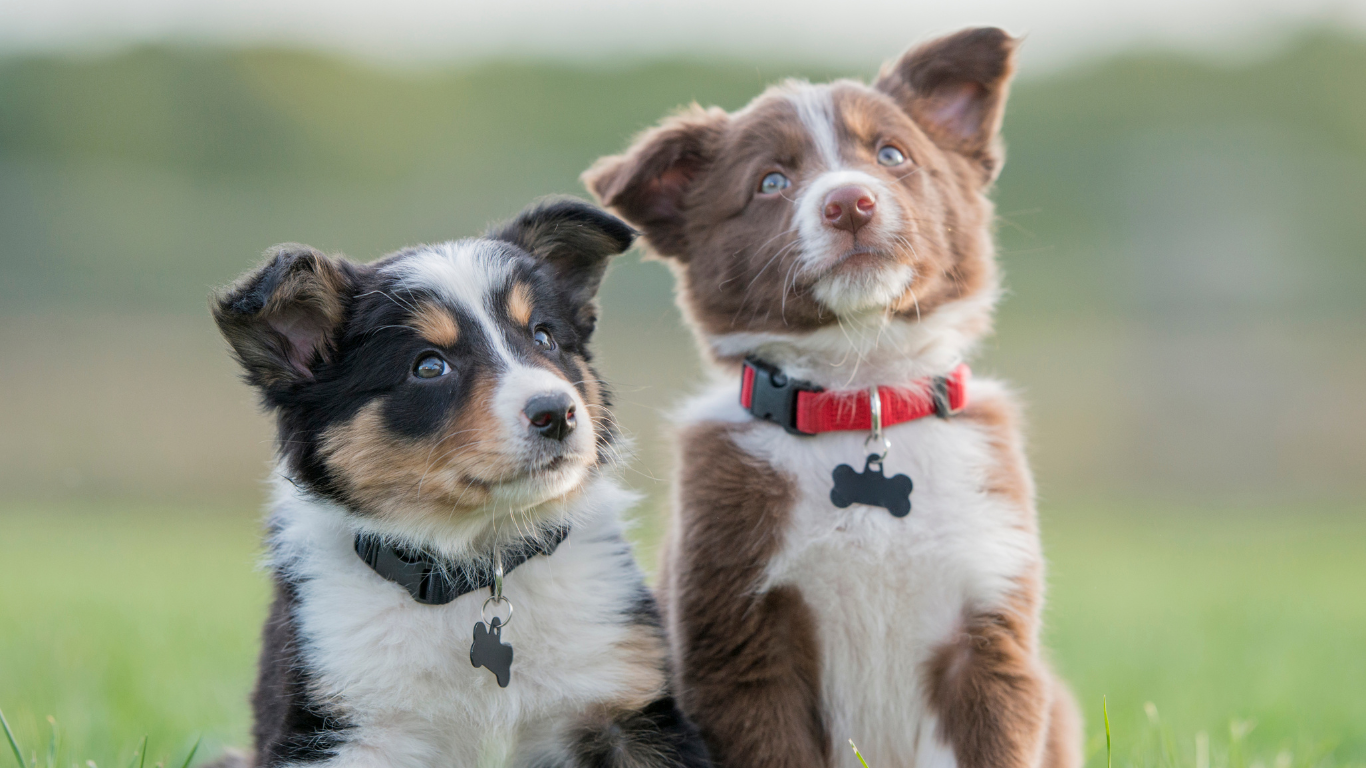 behawioryzm u szczeniąt od PETSTARS